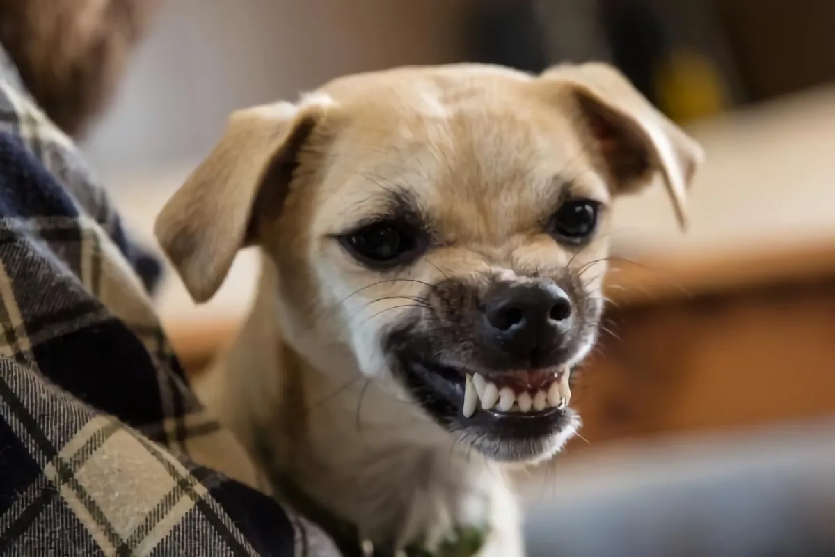 petit chien beige qui est mecontent dans les bras de son proprietaire montrant ses dents