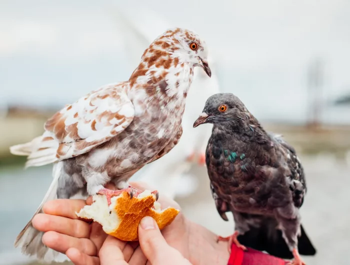 peut on donner de la brioche aux oiseaux astuces nourriture
