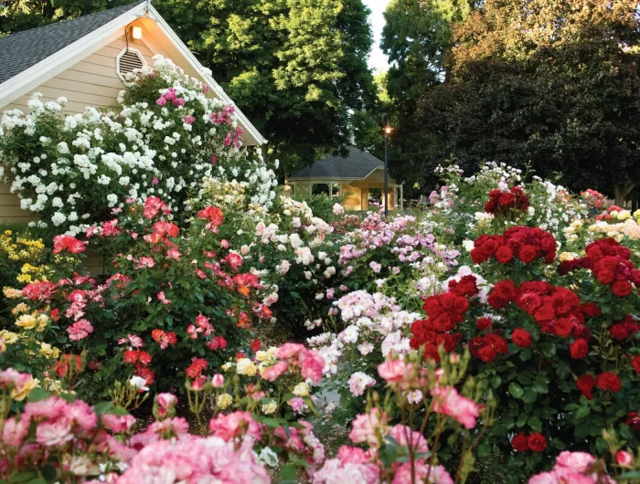 peut on faire pousser un rosier à partir d'une rose jardin de belles roses devant maison