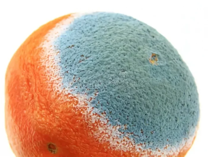 peut on mettre des pelures d'orange dans le compost moisissure