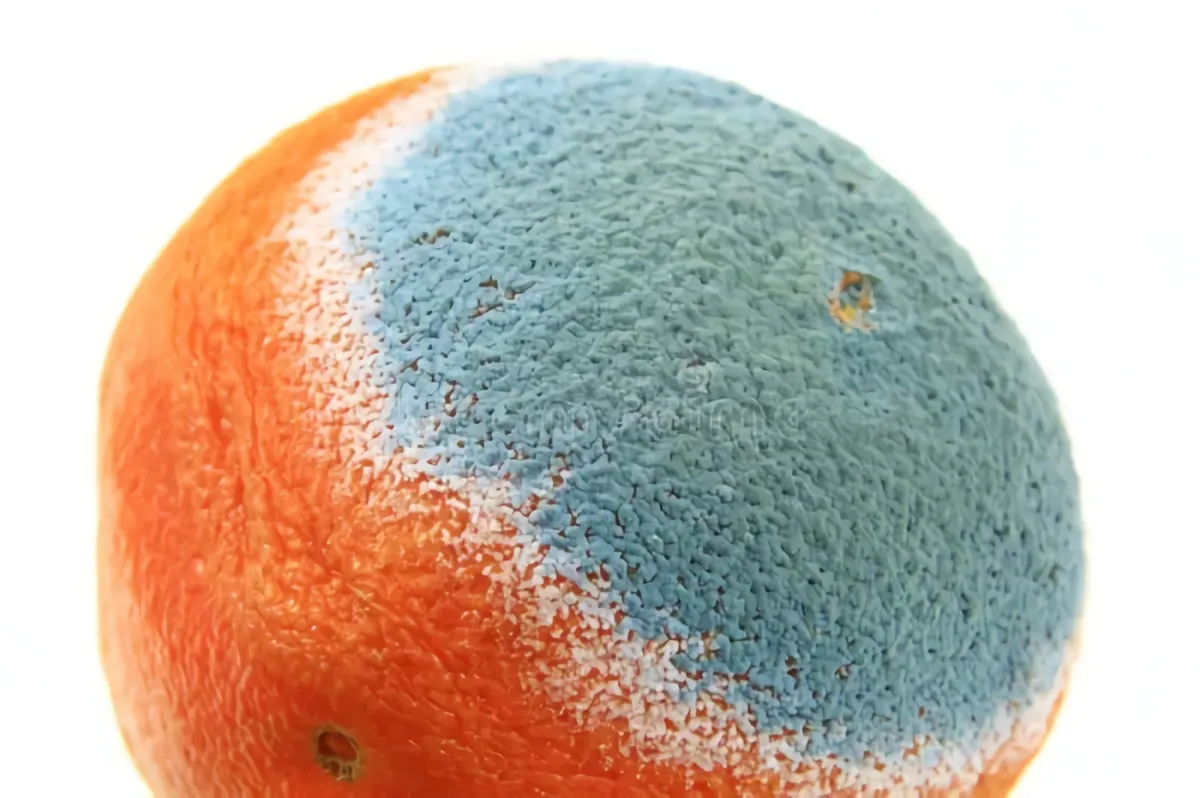 peut on mettre des pelures d'orange dans le compost moisissure