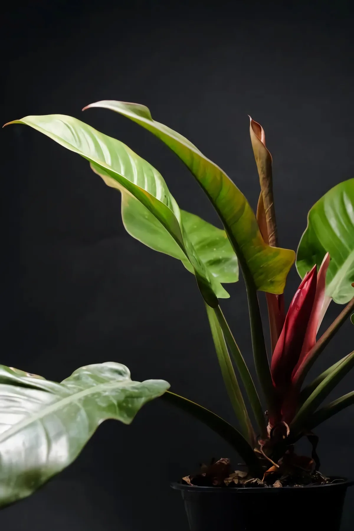 philodendron rouge imperial idée de plante d intérieur en pot original