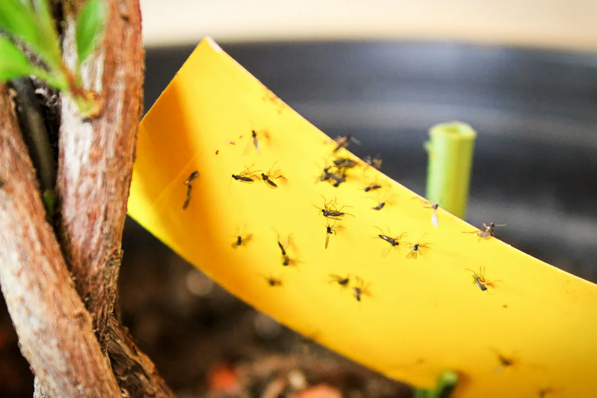 pieges a moucherons fongiques pour proteger ses plantes