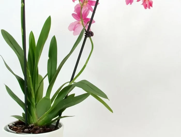 placer une orchidée dans un plateau humidifiant pour augmenter le taux d humidité dans une pièce