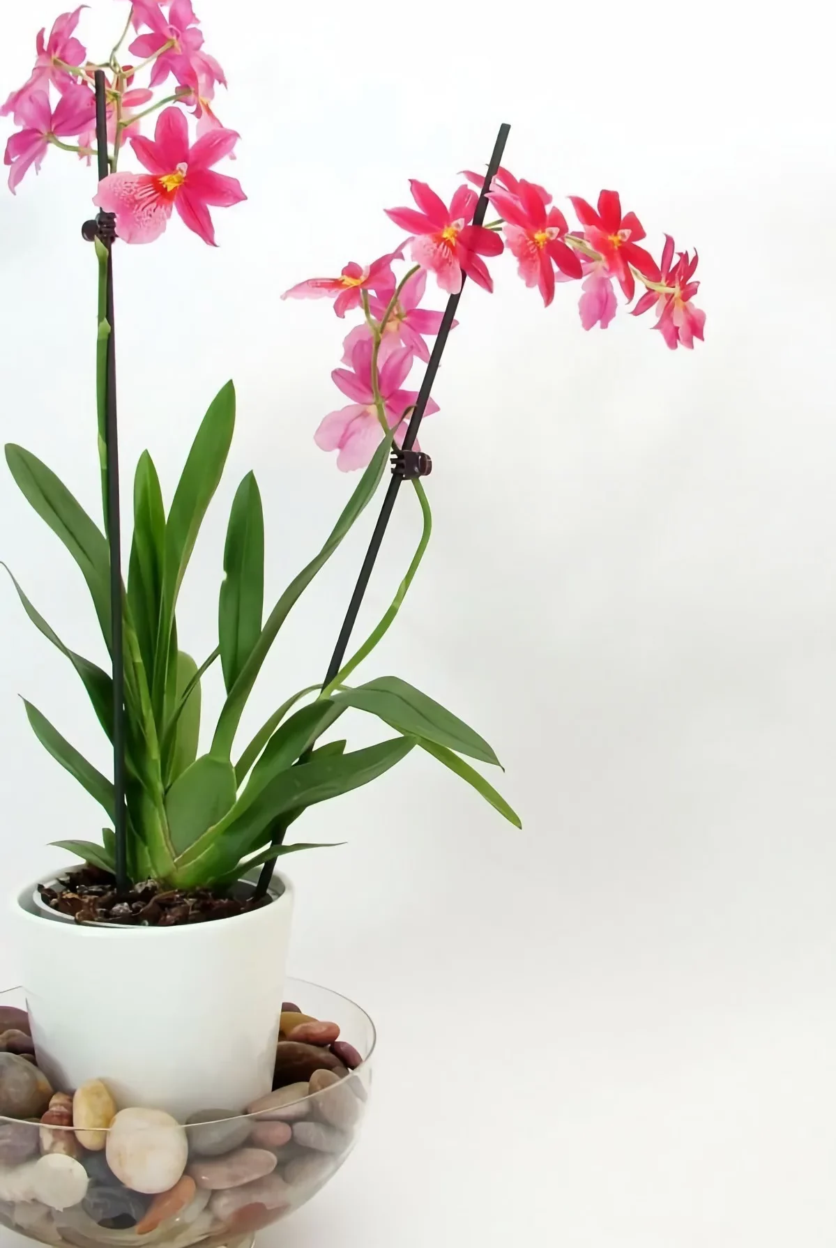 placer une orchidée dans un plateau humidifiant pour augmenter le taux d humidité dans une pièce