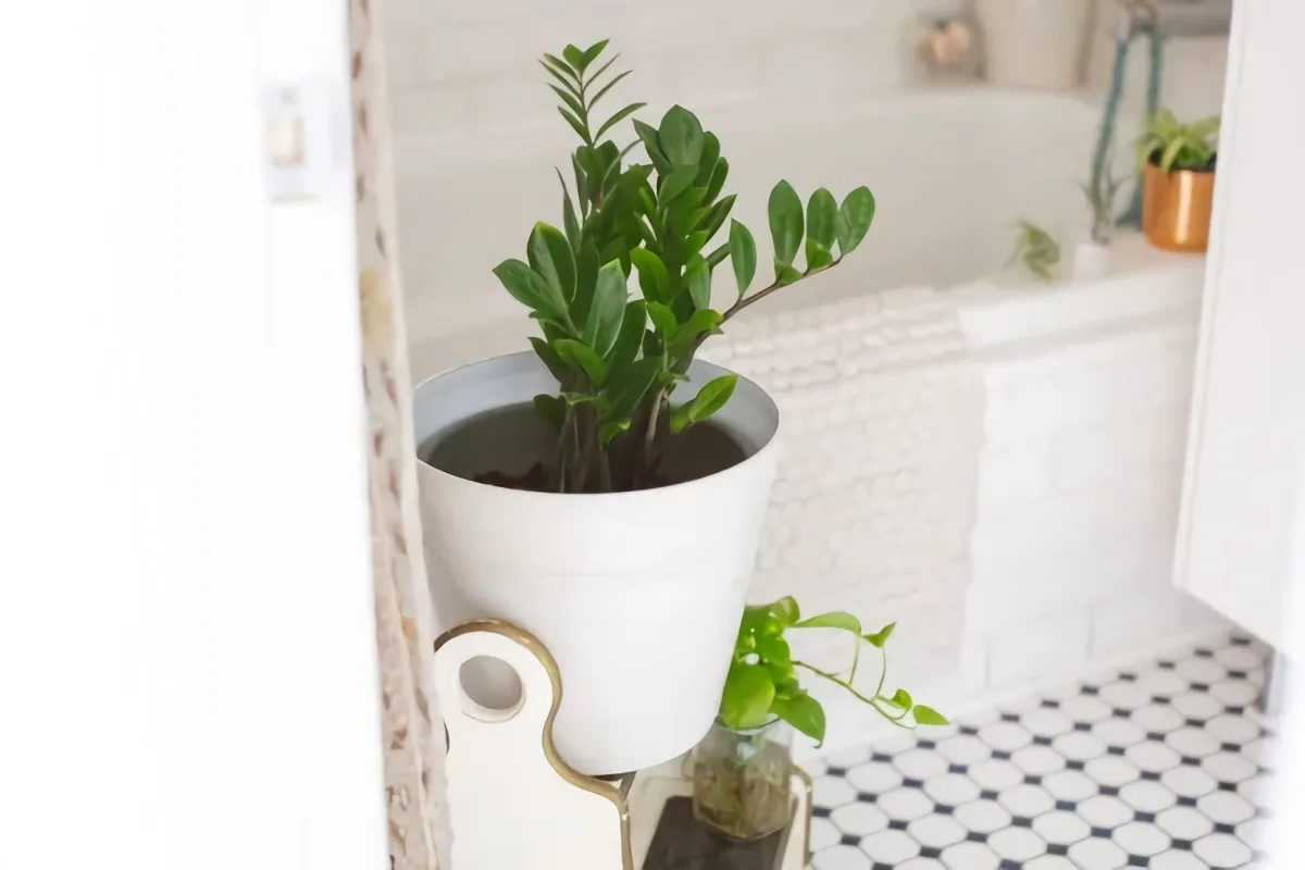 plante anti humidité pour une salle de bain sombre sans lumière
