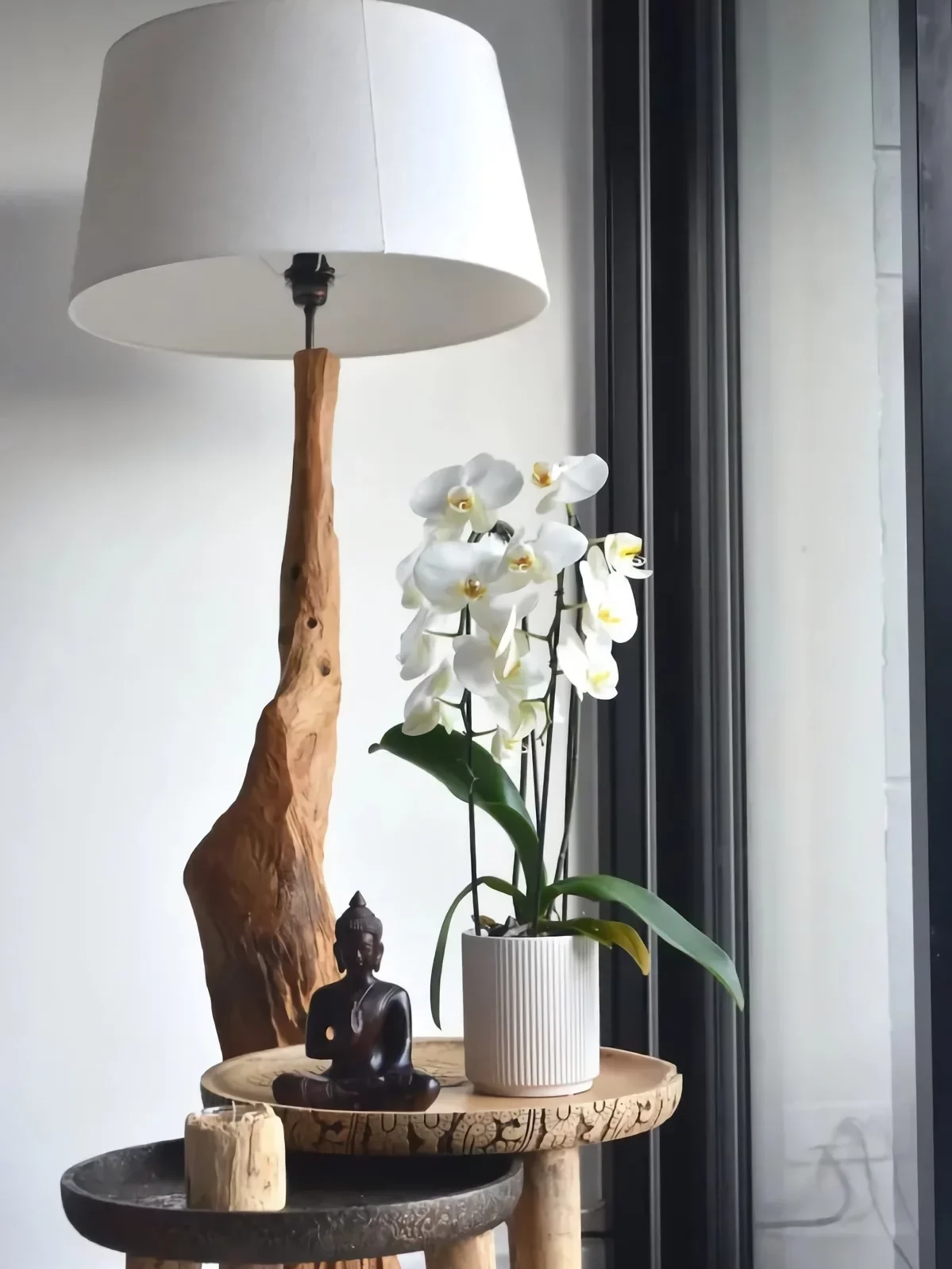 plante interieur fleuri populaire lespèce orchidée blanche