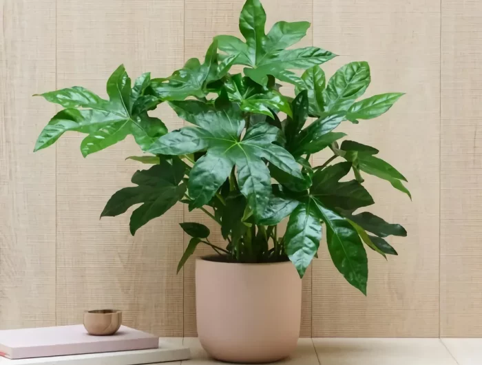 plante salle de bain fatsia japonica idée plante interieur tendance 2023