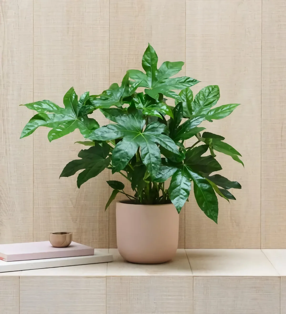 plante salle de bain fatsia japonica idée plante interieur tendance 2023
