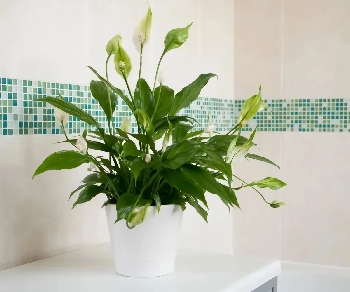 Salle de bain sans lumière : 13 plantes pour votre pièce