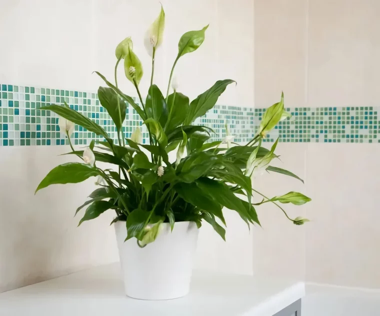 plante salle de bain sans lumière idée quelle plante pour piece sombre