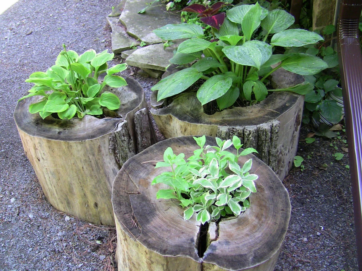 plantes vertes en pot en bois naturel jardin
