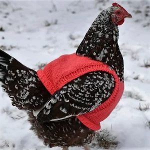 poule habillee en gillet rouge sur fond de neige