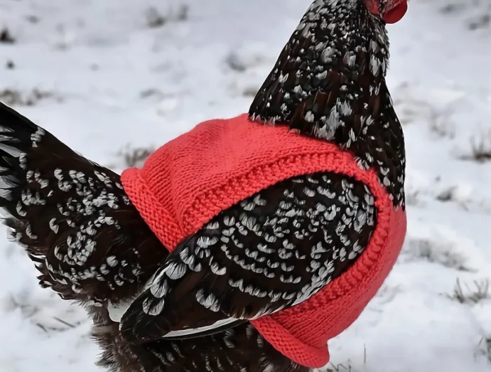 poule habillee en gillet rouge sur fond de neige