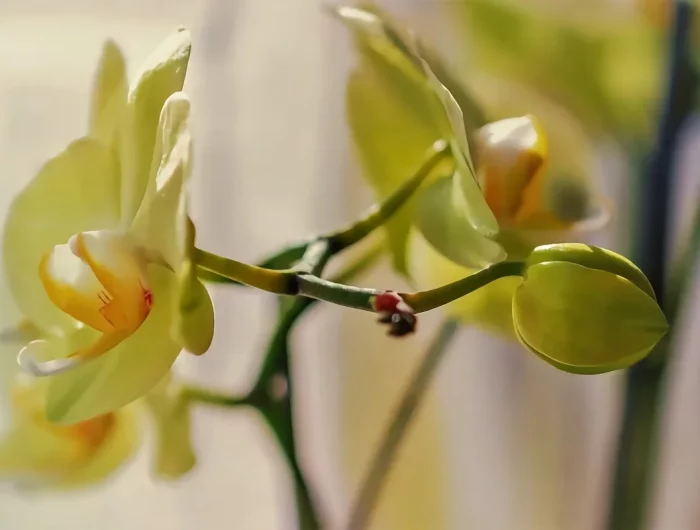 pourquoi bouton orchidee ne s ouvre pas causes petales fleur jaune