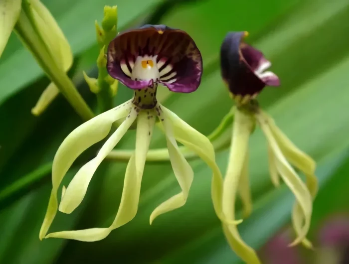 pourquoi faut il absolument verser du bicarbonate de soude sur les plantes forme etrange dune orchidee blanche (2)