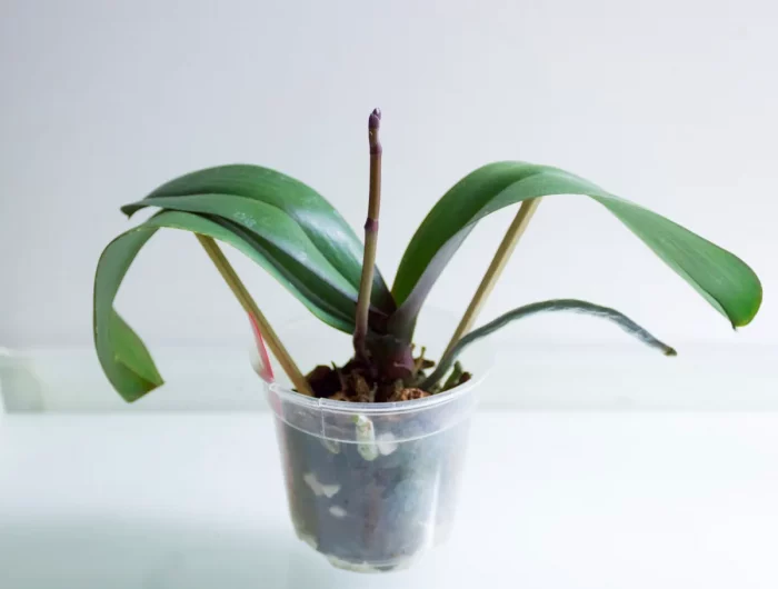 pourquoi l orchidee ne produit que des racines et des feuilles