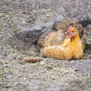 Bain de poussière pour poules - pourquoi a-t-on besoin et comment le faire
