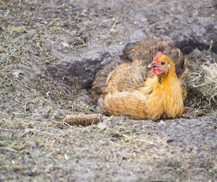 pourquoi les oiseaux se roulent dans la terre bain de poussière