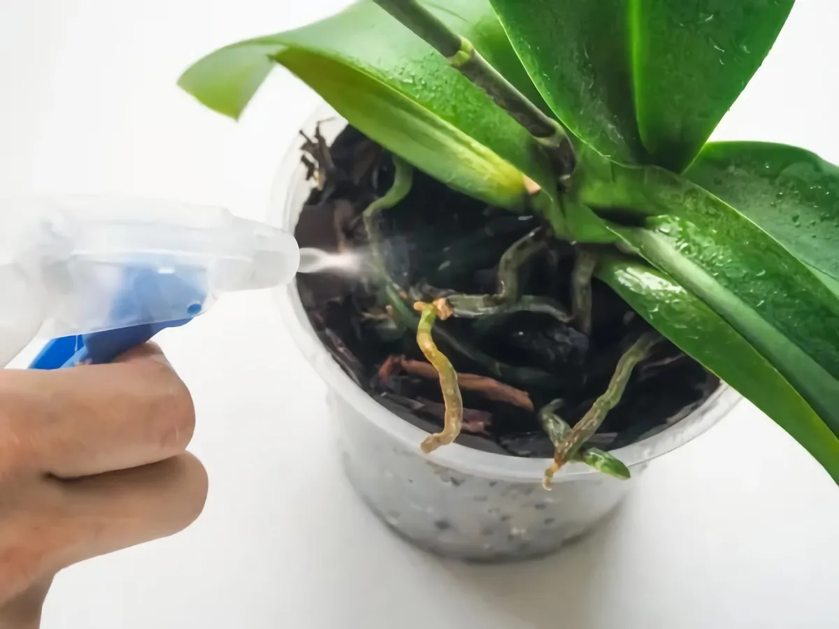 pourquoi mettre du bicarbonate de soude sur les orchidées vaporiseur bleu sur orchidee blanche