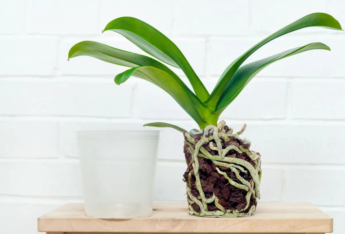 Pourquoi Mon Orchidée Fait Des Feuilles Mais Ne Fleurit Pas Pourquoi mon orchidée ne fait que des feuilles et des racines ? Réponse  détaillée