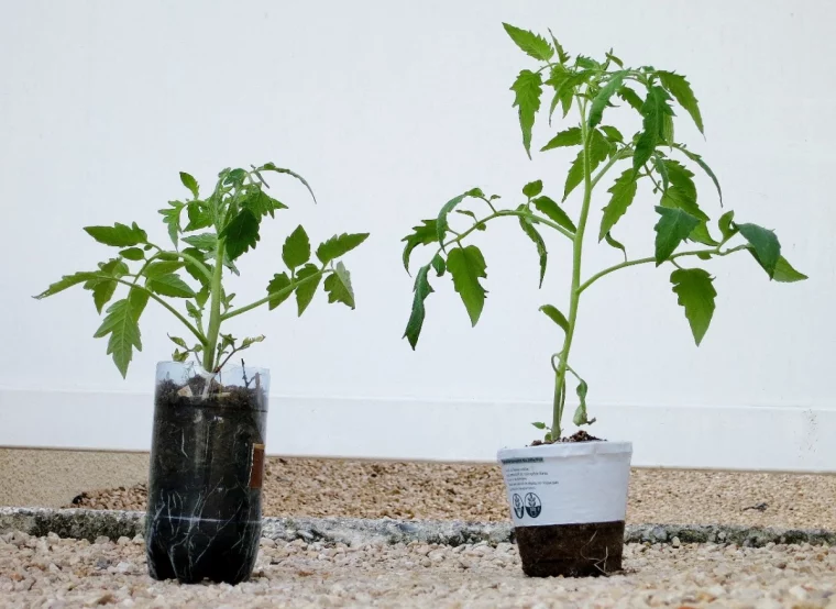 quand commencer les semis de tomates a l interieur plant feuilles vertes