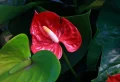 Anthurium trop arrosé : Comment sauver la plante ? Conseils et astuces !