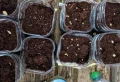 Réussir vos semis de tomates en bouteille en 5 étapes simples ! Le guide complet pour les débutants