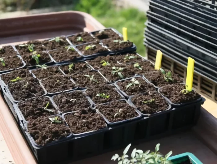 quand semer les tomates en godet astuces pour cultiver des tomates