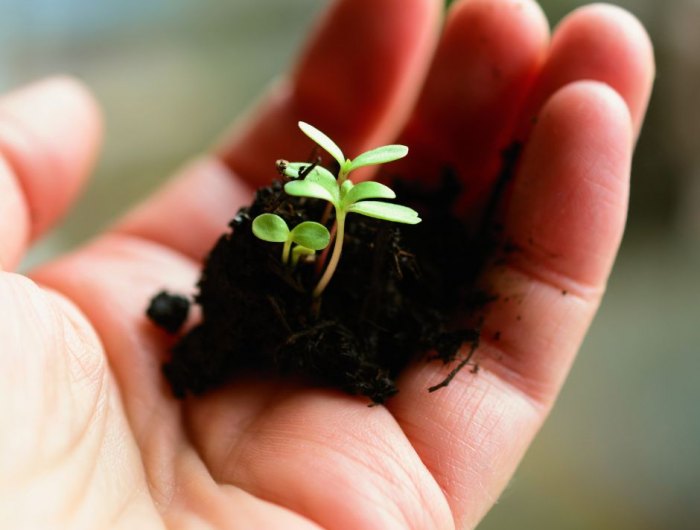 quand semer les tomates et comment faire astuces de potager pour planter
