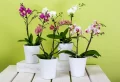 Comment sauver une orchidée qui semble en fin de vie : 3 solutions simples !