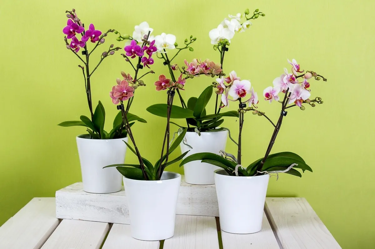 quatre orchidees en pot en bonne sante avec des fleurs sur fond vert claire