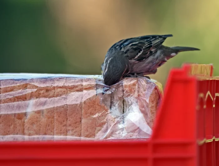 que donner a manger aux oiseaux du jardin peut on donner du pain