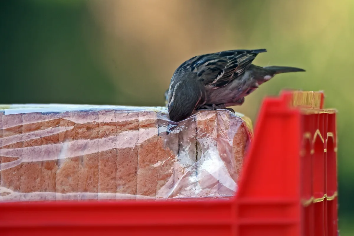 que donner a manger aux oiseaux du jardin peut on donner du pain
