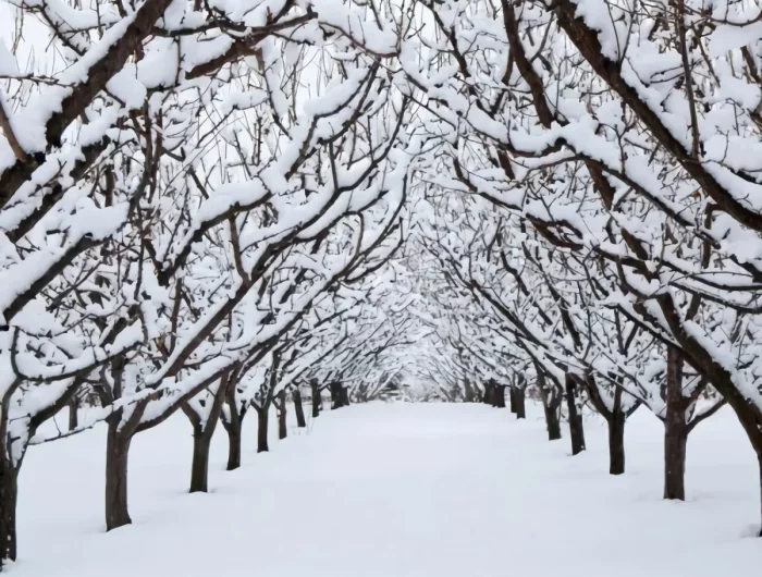 que faire au jardin en janvier comment entretenir les arbres de jardin en hiver