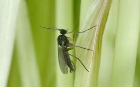 que faire pour eviter les moucherons des terreaux