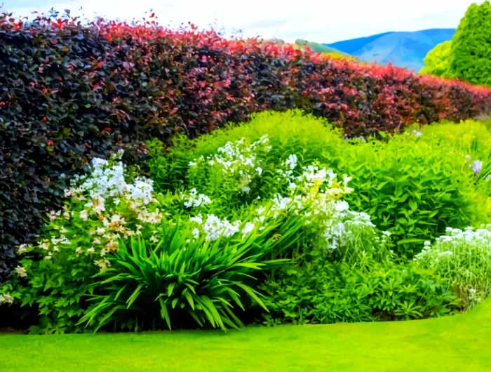 quel arbuste planter en janvier haie verte brise vue