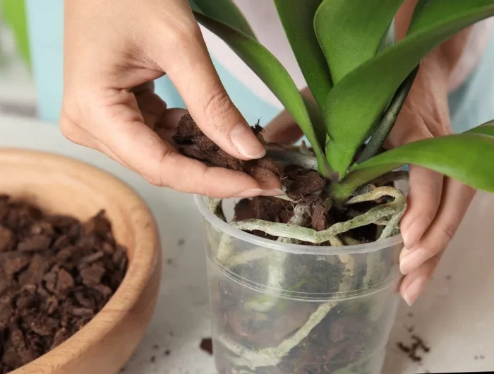 quel est le meilleur terreau pour l orchidee