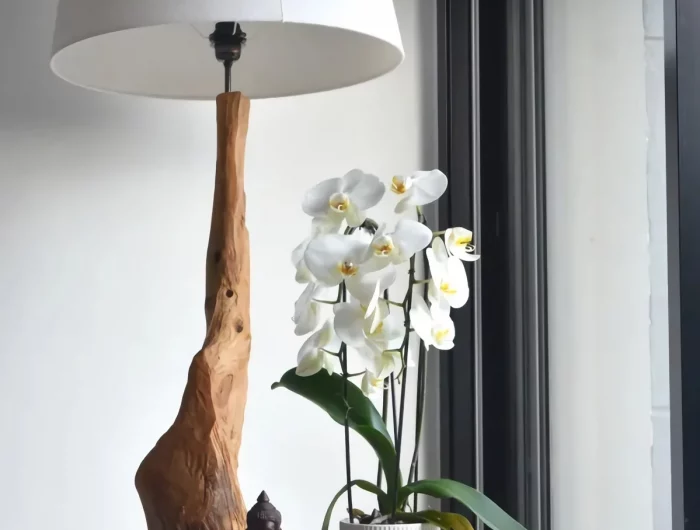 quelle ensoleillement lumière pour faire refleurir une orchidée facilement