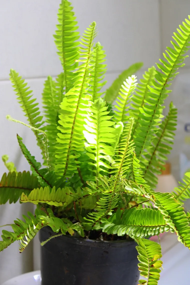 quelle plante contre la moisissure salle de bain remède de grand mère