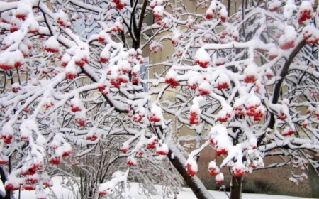 quels arbres tailler en hiver cour aux arbres sous la neige