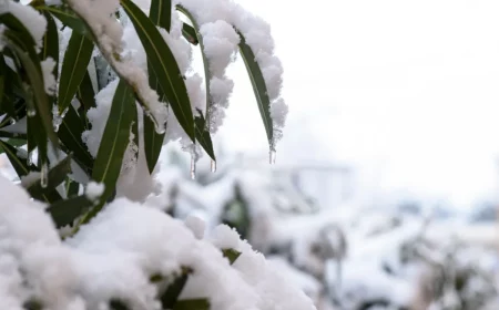 quels soins apporter a sa plante pendant l hiver