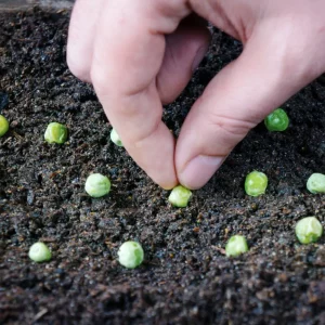 quels sont les legumes les plus faciles a cultiver a partir de graines