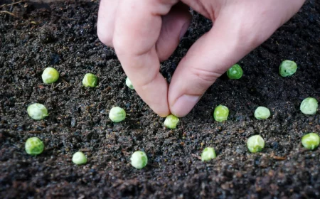 quels sont les legumes les plus faciles a cultiver a partir de graines