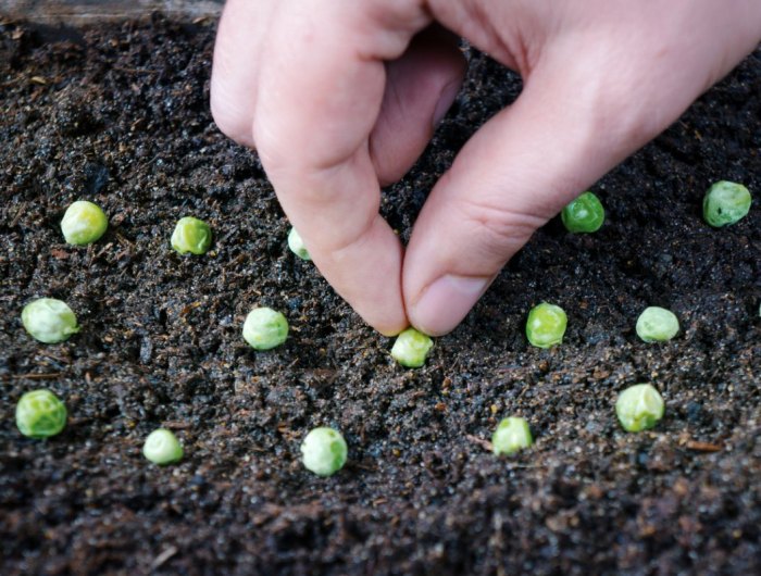 quels sont les legumes les plus faciles a cultiver a partir de graines