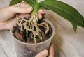 Les feuilles de mon orchidée sont molles : causes et solutions pour les récupérer !