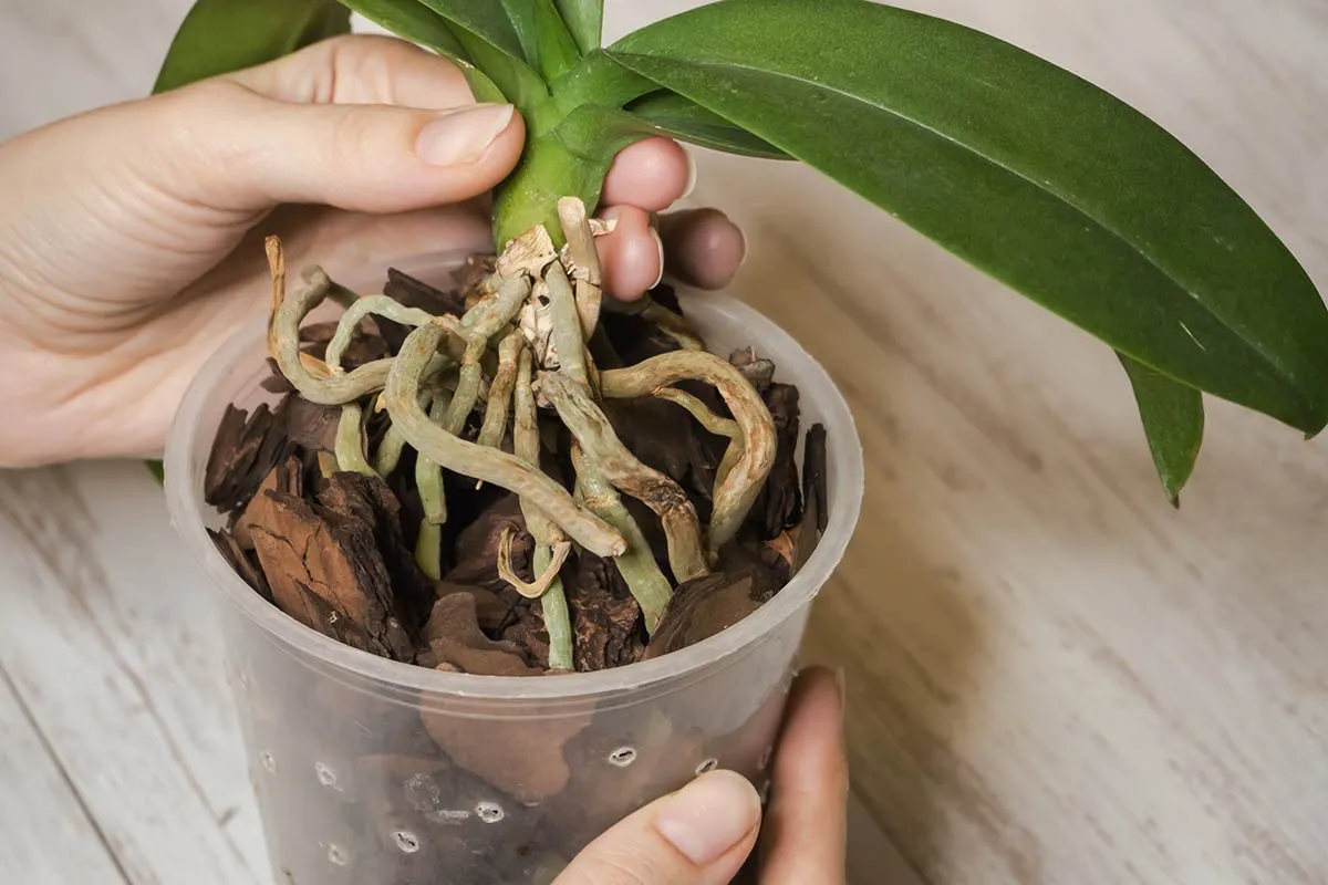 racines orchidee dessechees dans un pot translucide a trous