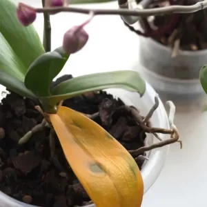 Pourquoi mon orchidée ne fleurit pas ? Point sur les raisons principales