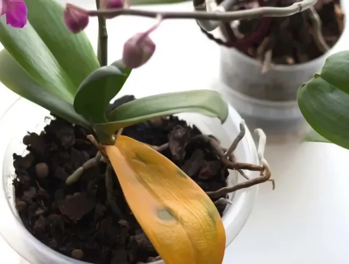 raisons pourquoi mon orchidée ne fleurit pas astuces de grand mère entretien orchidée