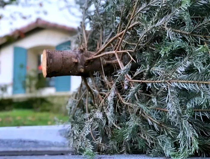 recyclage du sapin de noel